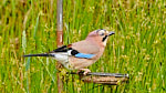One of our bigger visitors is the Jay, the most colourful of the Corvid family