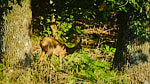 Roe deer between the oaks